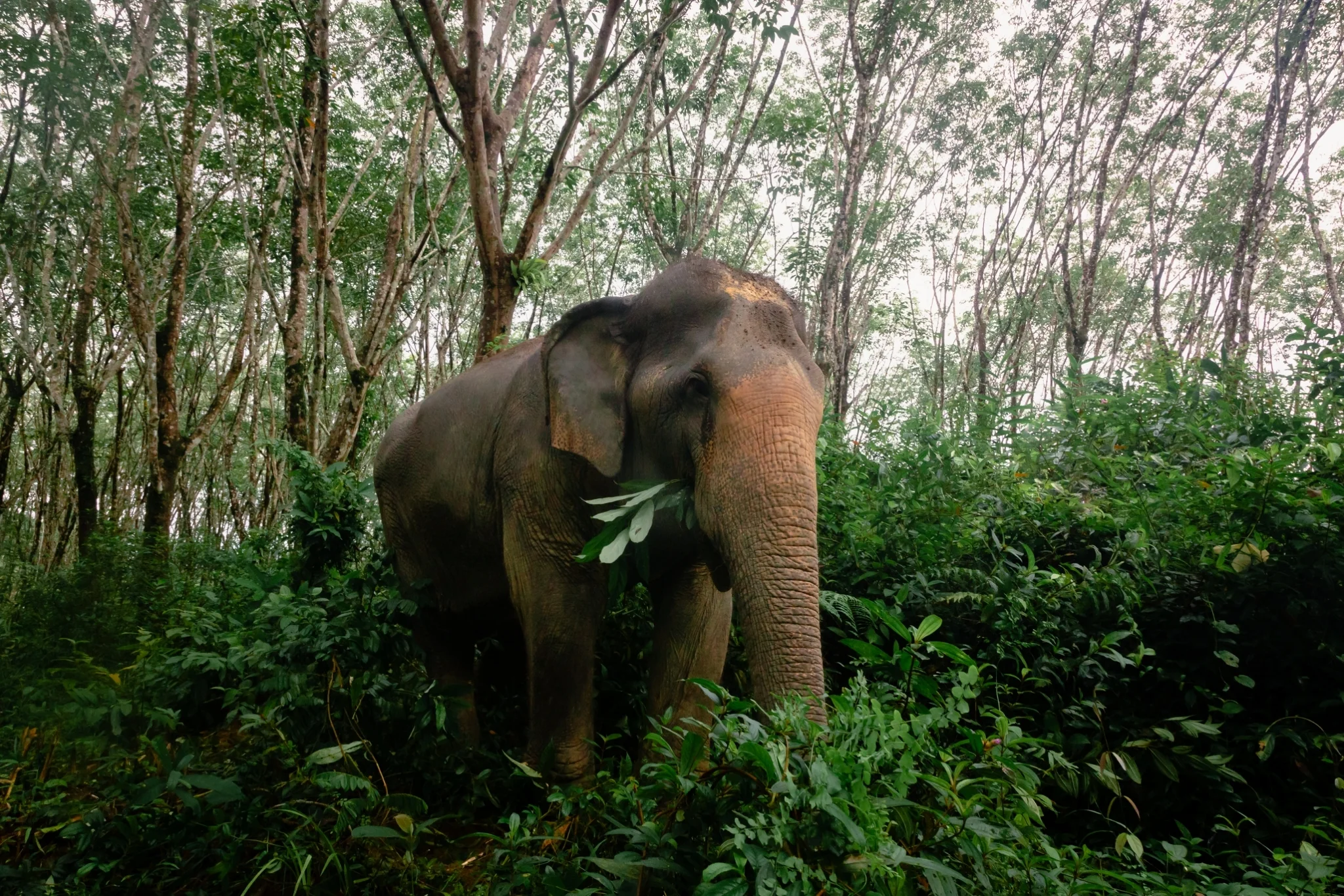 Overnight Program at Khaolak Elephant Sanctuary