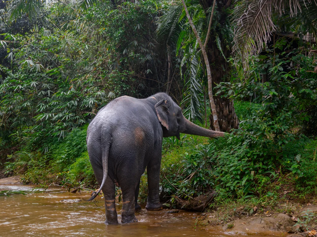 Local mahouts caring for elephants