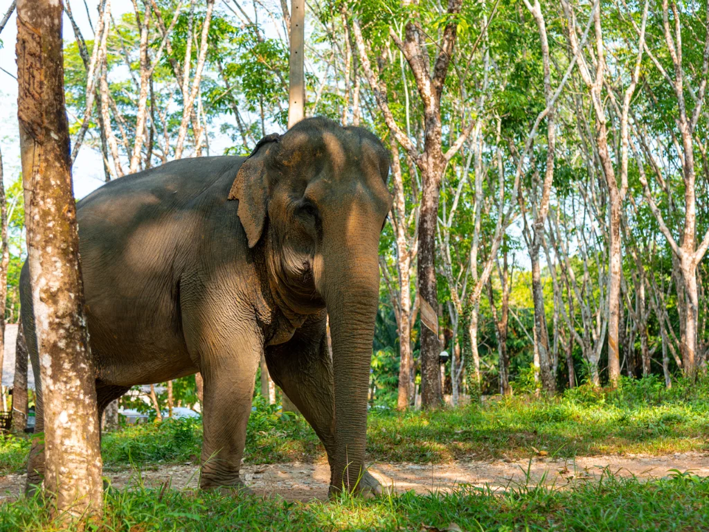 Sai Rung Waterfall Khao Lak