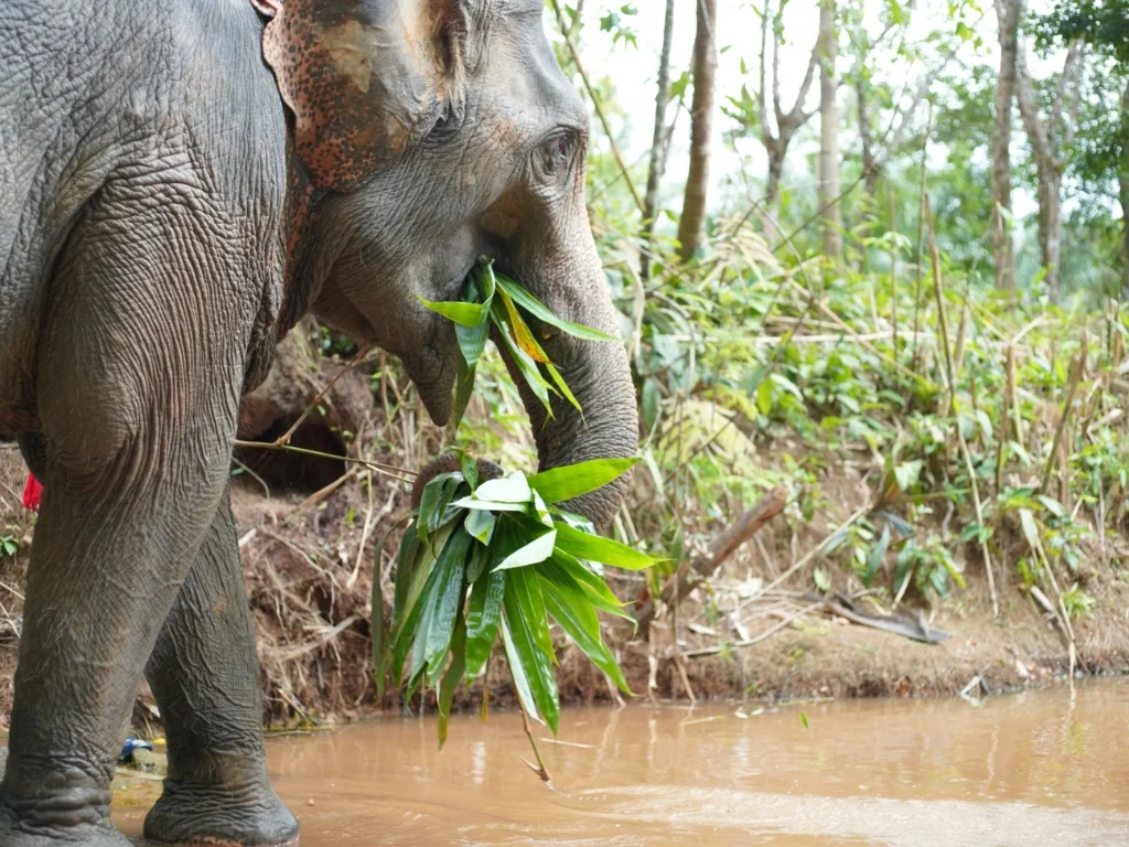 Observation-only elephant experience