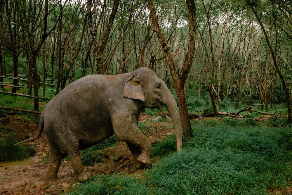 Chom-Pu near the river