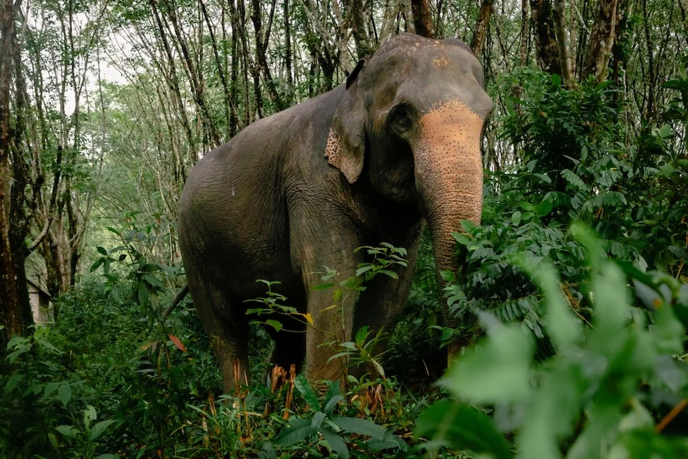 Som-Boon walking in the forest