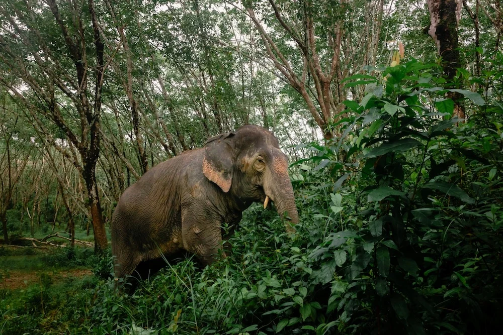 Siri-Phorn with long tusks