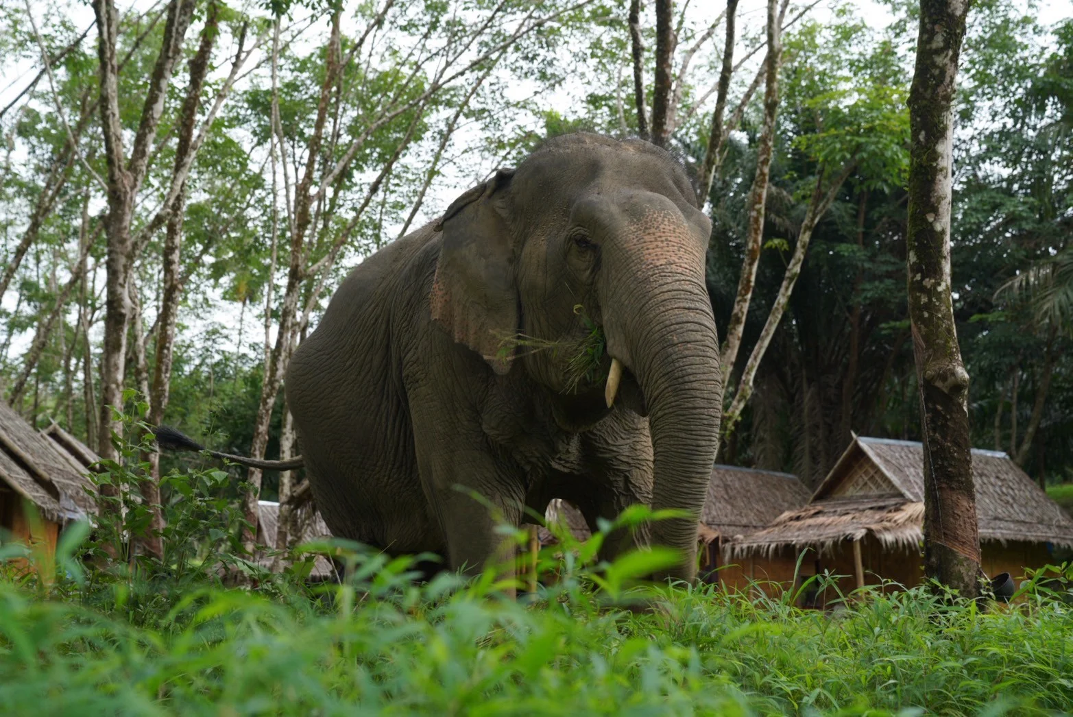 Quiet social bonding under shade trees