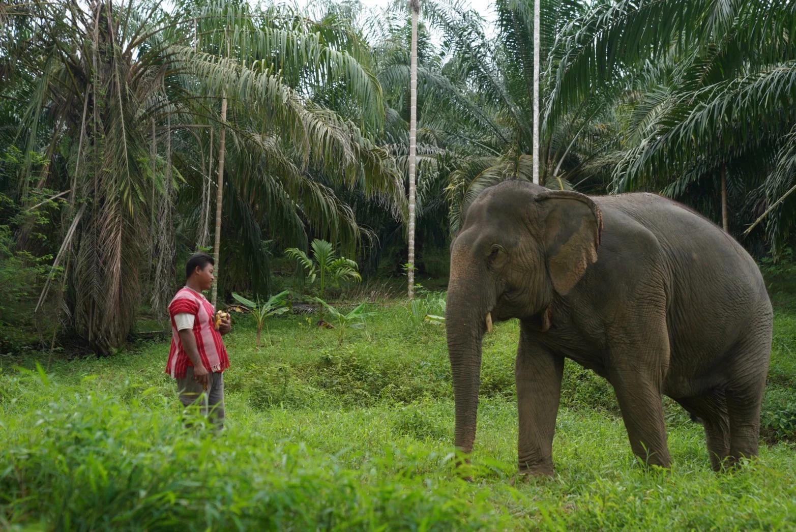 How to Choose an Ethical Elephant Sanctuary in Thailand