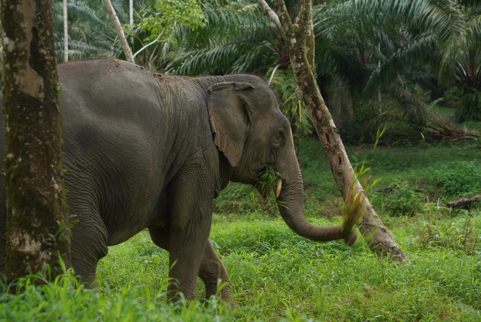 Foraging enrichment with natural browse