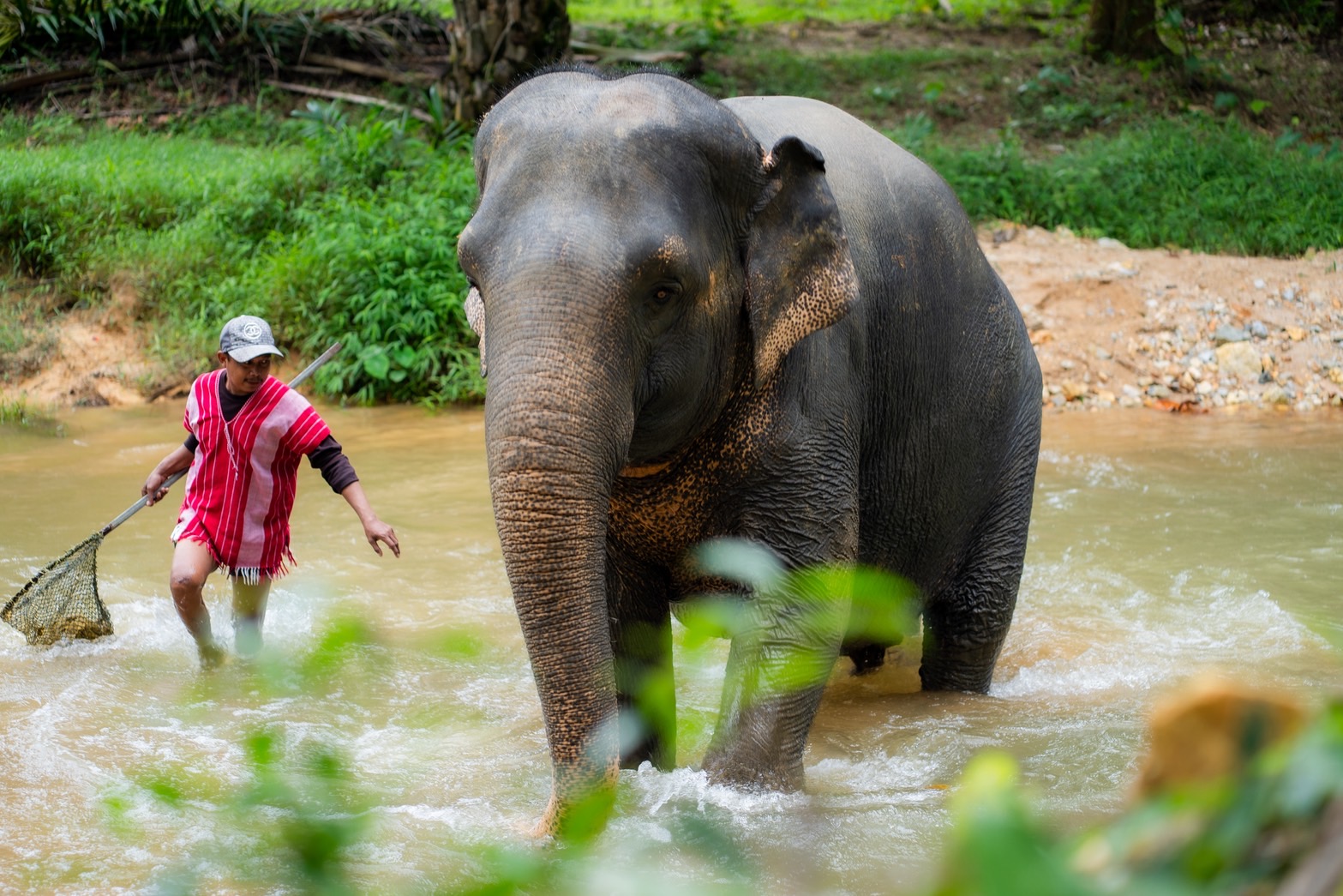 Elephant foraging naturally
