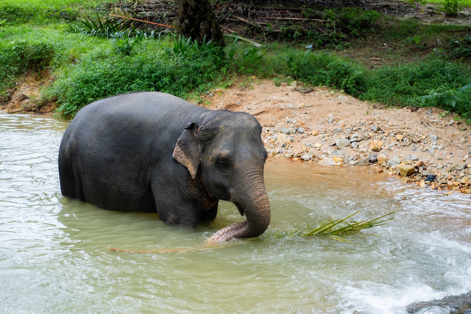 Ethical Elephant Care