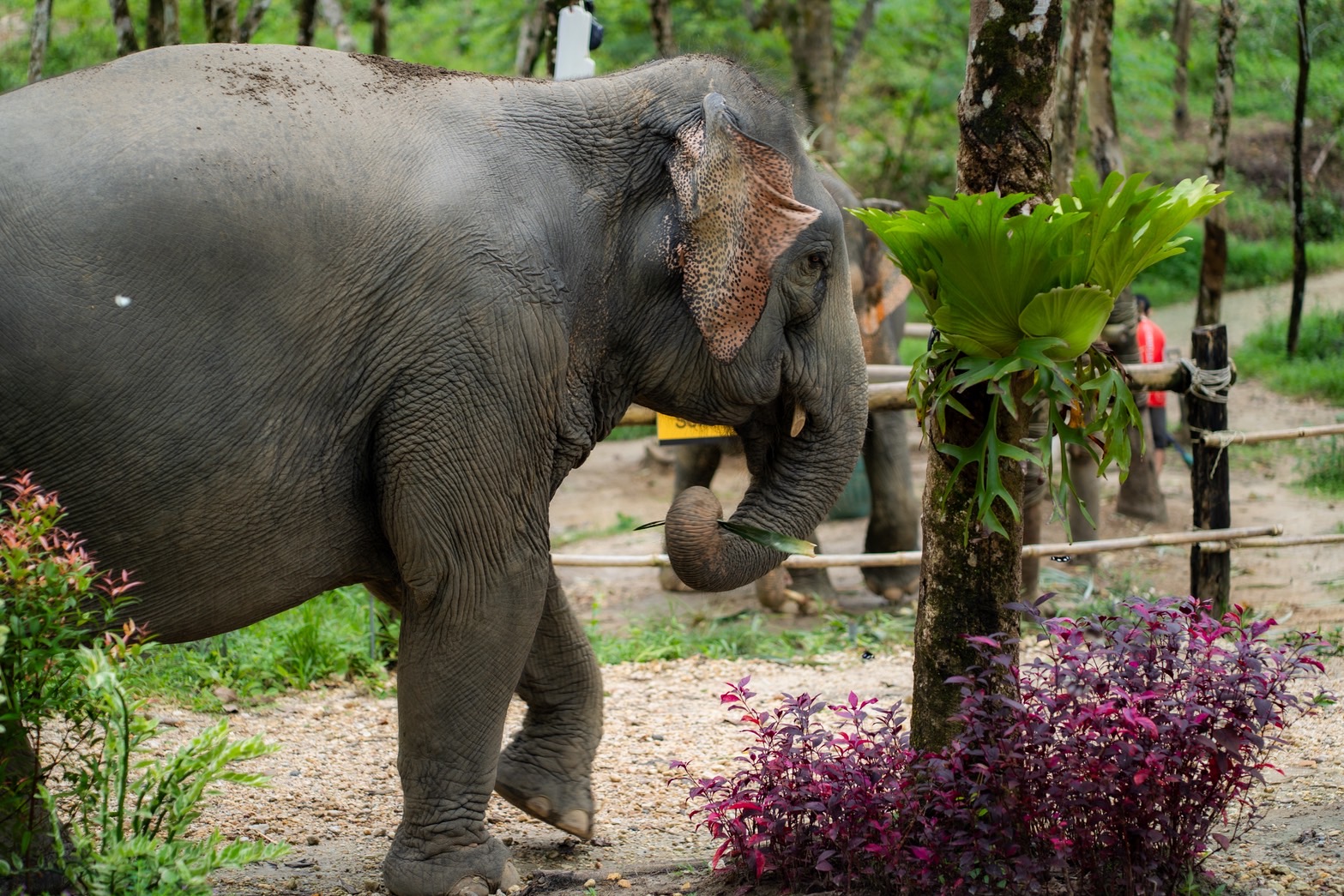 What Makes a Sanctuary Truly Ethical: 5 Warning Signs to Avoid